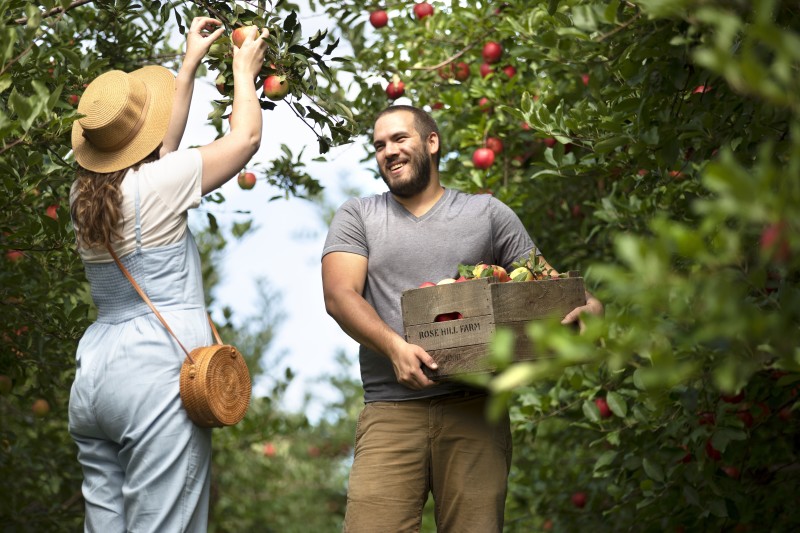                         Couple picking apples at Rose Hill Farn.
                        