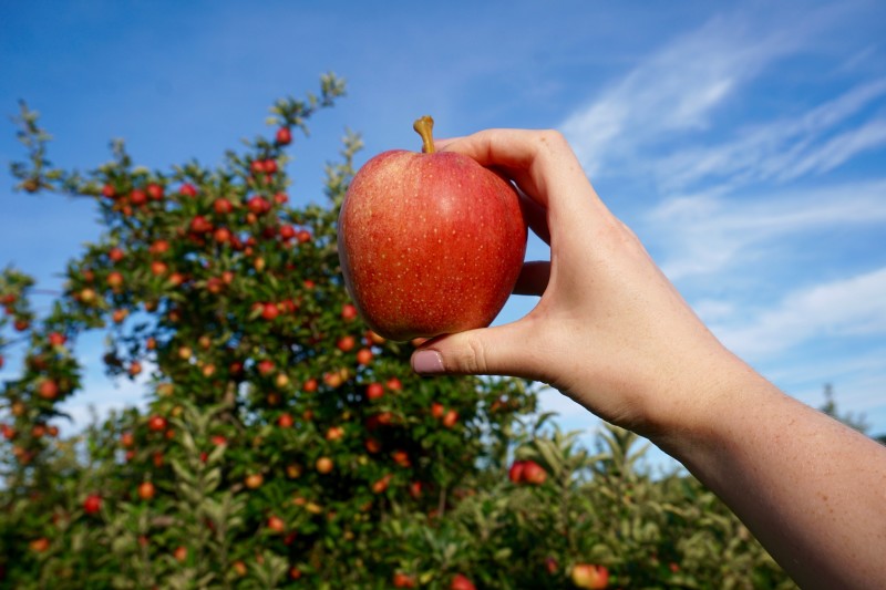                         Hand holding a red (gala) apple with an apple tree backdrop
                        