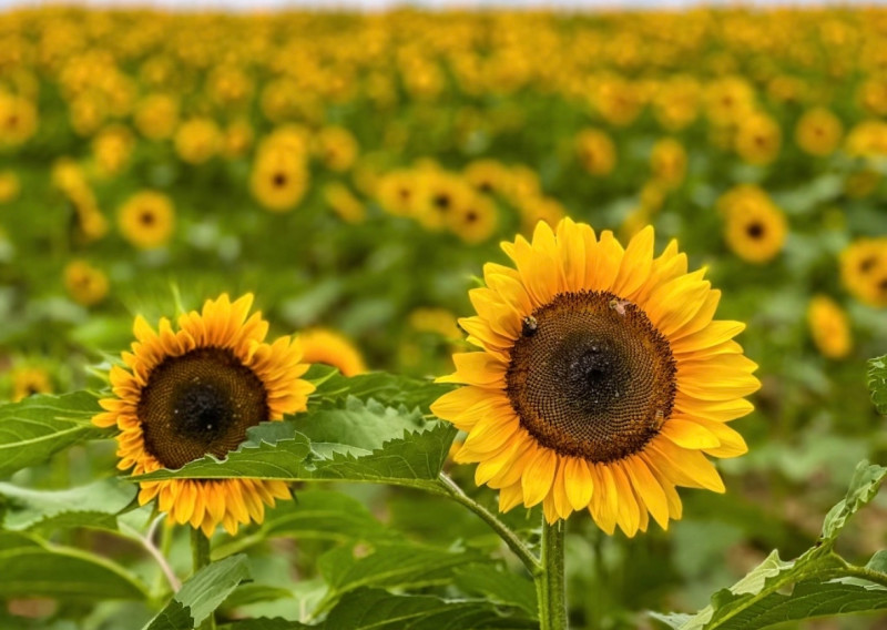                         A sunflower with honeybees on it at Barton Orchards.
                        