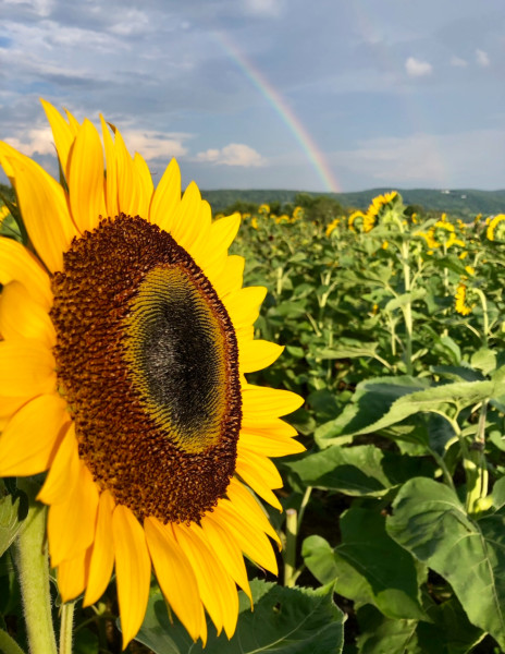                         A sunflower in the field at Barton Orchards with a rainbow in the background.
                        