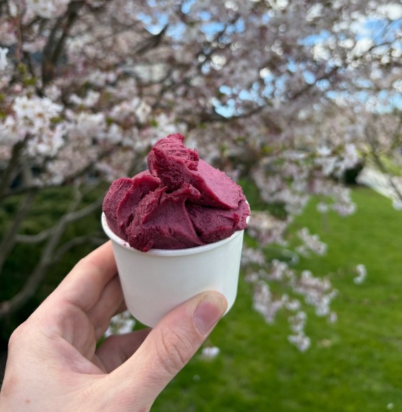                         A hand holding a cup of Barbara's gelato in front of a tree with pink flowers blooming
                        