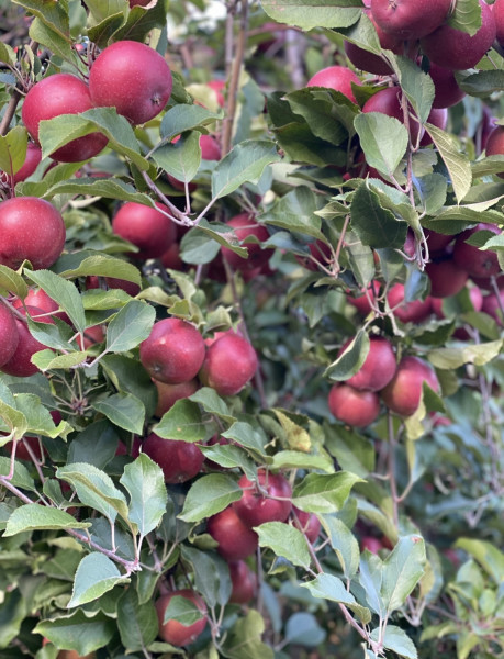                        An apple tree covered in ripe, red apples at Barton Orchards.
                        
