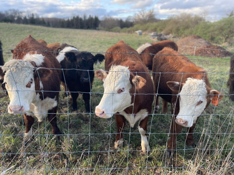                         Cows grazing at Meadowland Farm.
                        