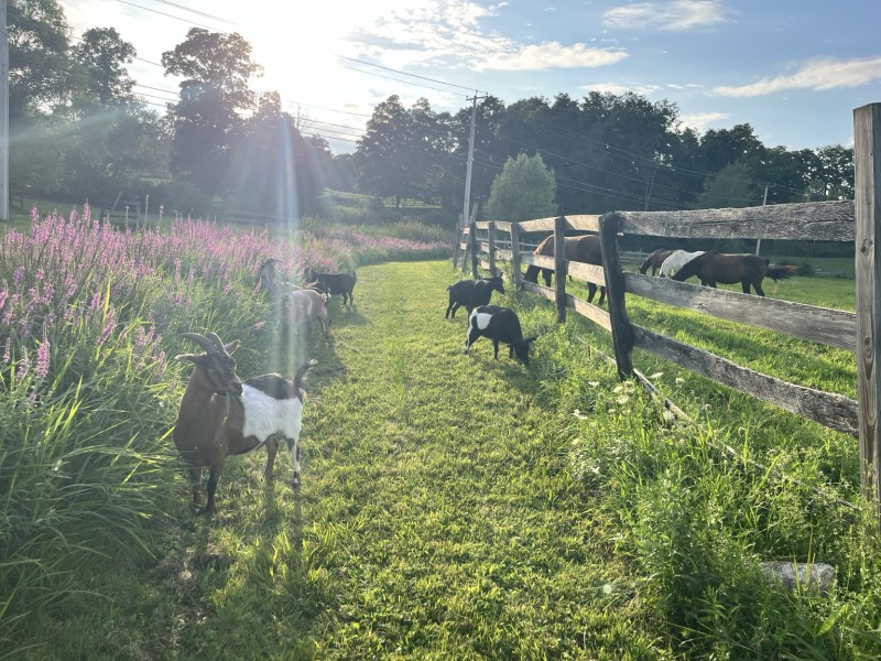                         Goats in a flowery field next to a wooden fence at Celtic Valley Carriage & Farm in Clinton Corners
                        