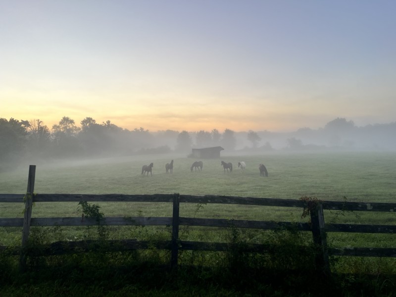                         Horses in a misty field at Celtic Valley Carriage & Farm in Clinton Corners
                        