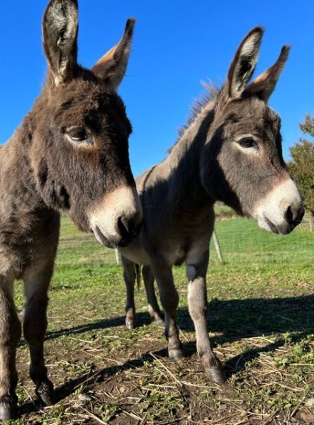                         Meadowland Farm's donkeys, Chauncey and Webster.
                        