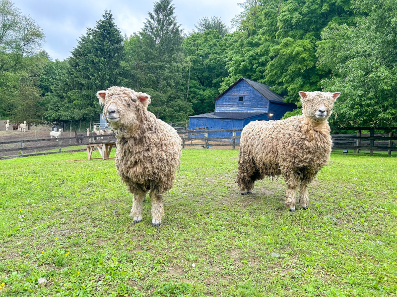                         Sheep at Lilymoore Farm in Pleasant Valley
                        