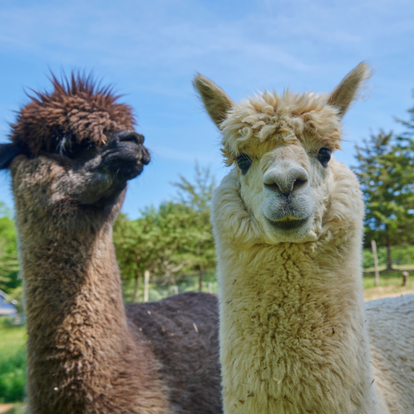                         Our alpacas are friendly and lovable.
                        