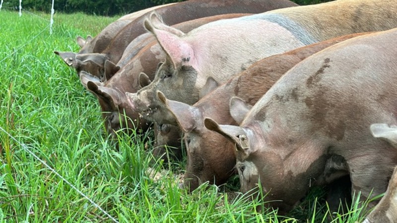                         A line of pigs eating a meal in a grassy pasture at Northaven Pastures in Red Hook.
                        