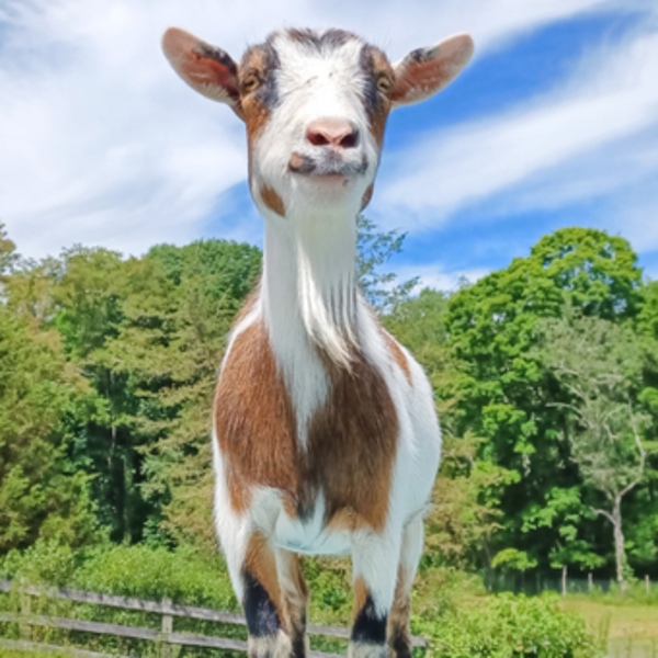                         Velma the goat at Lillymoore Farm in Pleasant Valley
                        