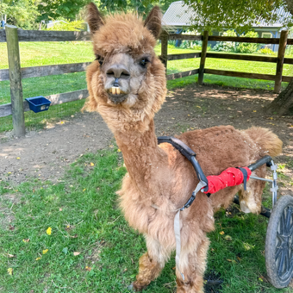                         Zane the alpaca at Lilymoore Farm in Pleasant Valley
                        