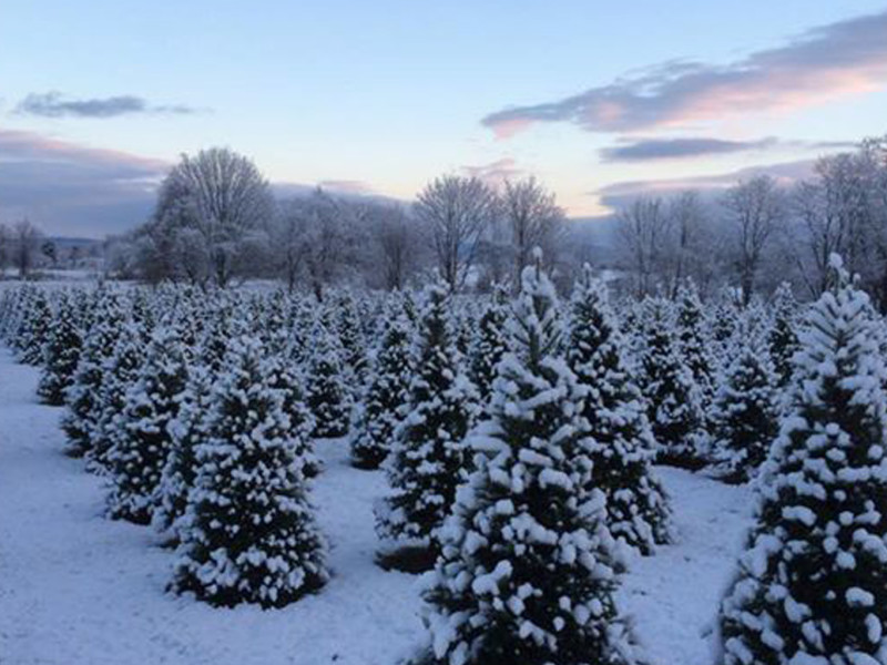 Amenia Farms Murphy Crest Tree Farm Dutchess CountyFarms Hudson