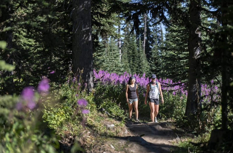 Hiking with purple flowers 