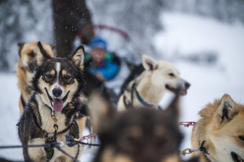 DogSled