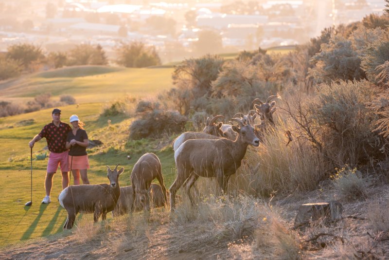 Bighorn