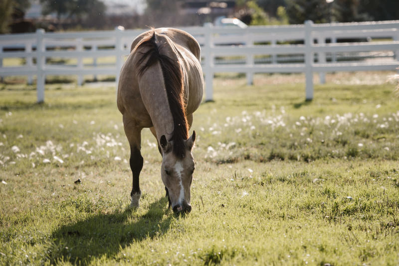 Horse