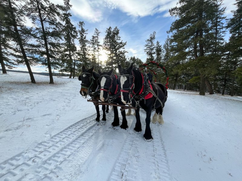 Horses