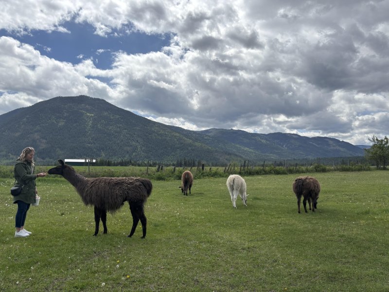 Llama Sanctuary