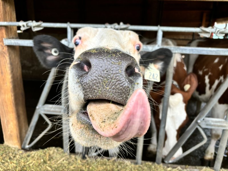 Cow