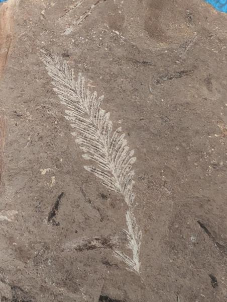 Fossil