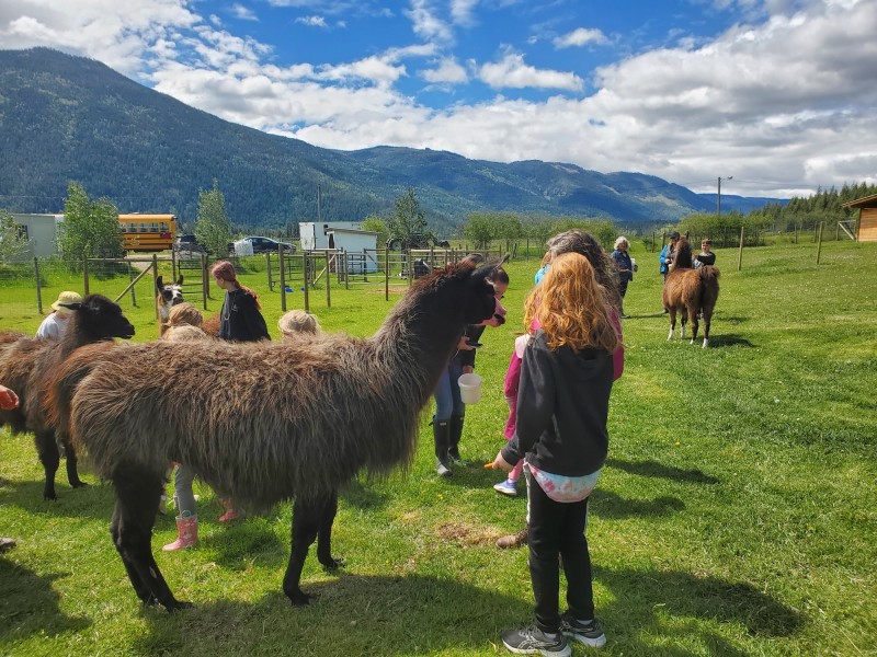 Llama Sanctuary