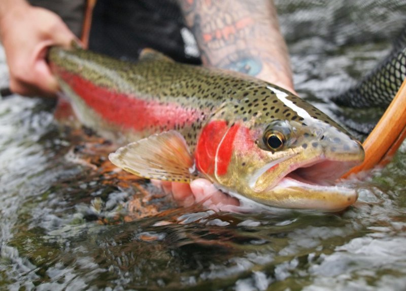Fish
