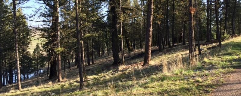 forest