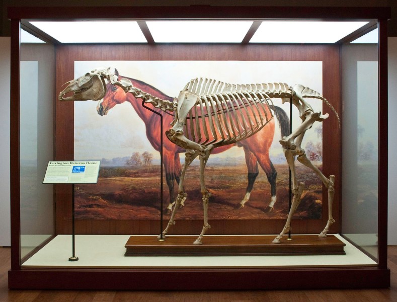 【美品】The museum of the horse  本　馬の博物館 International Museum of the Horse - Lexington, KY - VisitLex