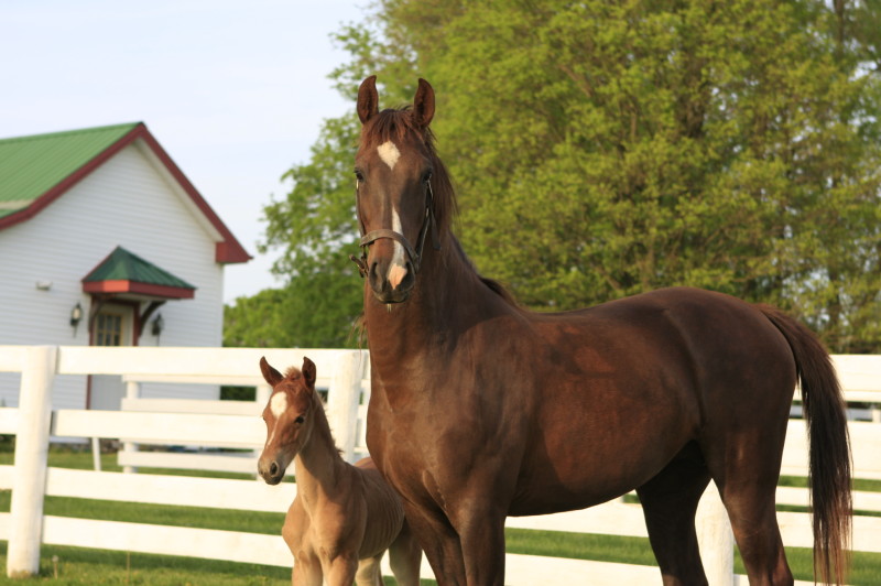 Americansaddlebredhorsefarm