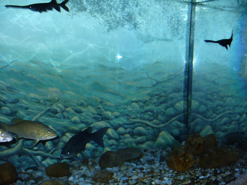 Trout Production at Wolf Creek National Fish Hatchery