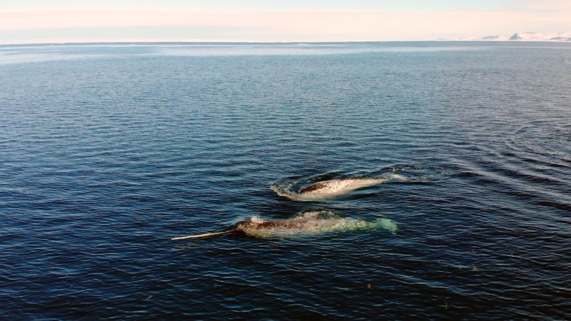 Narwhals & Polar Bears: Pond Inlet - Travel Nunavut