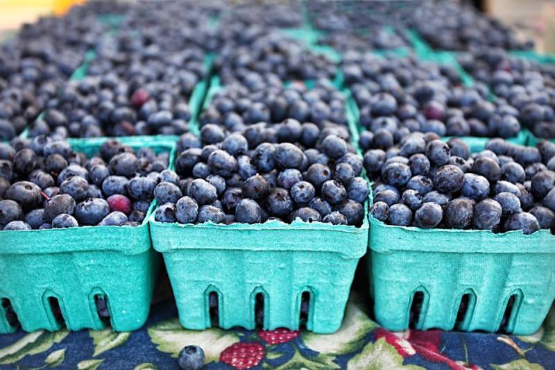 Blueberry Hill Farms & Nursery