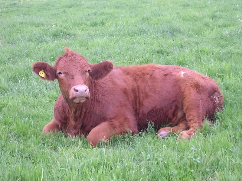 Mierek Meadows Farm