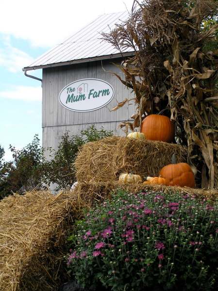 The Mum Farm