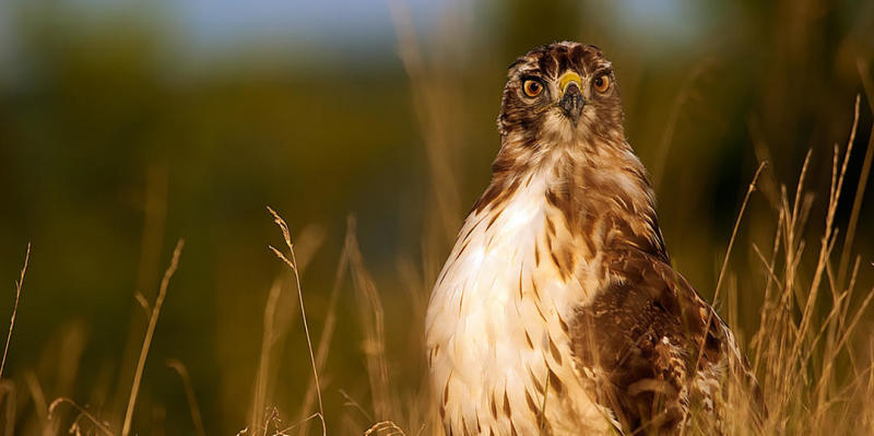 Audubon Pennsylvania
