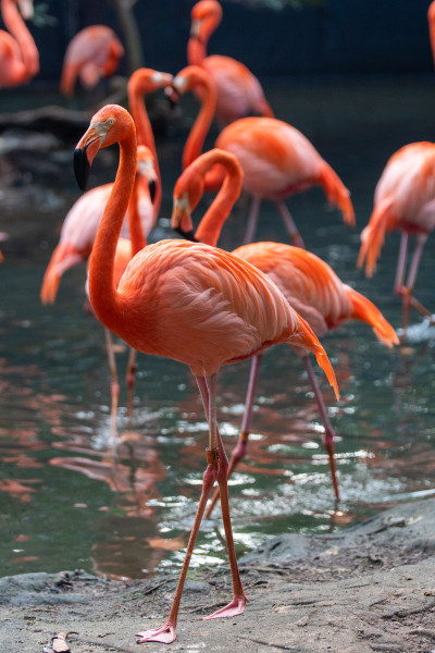 Palm Beach Zoo & Conservation Society photo