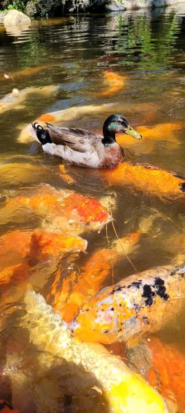 Botanischer Garten von Palm Beach County Foto: Mounts
