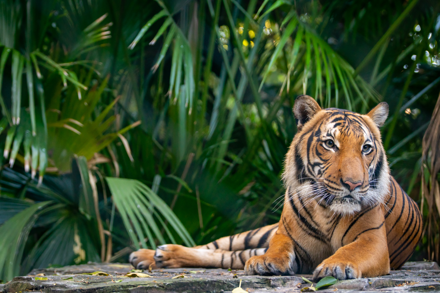 Palm Beach Zoo & Conservation Society photo
