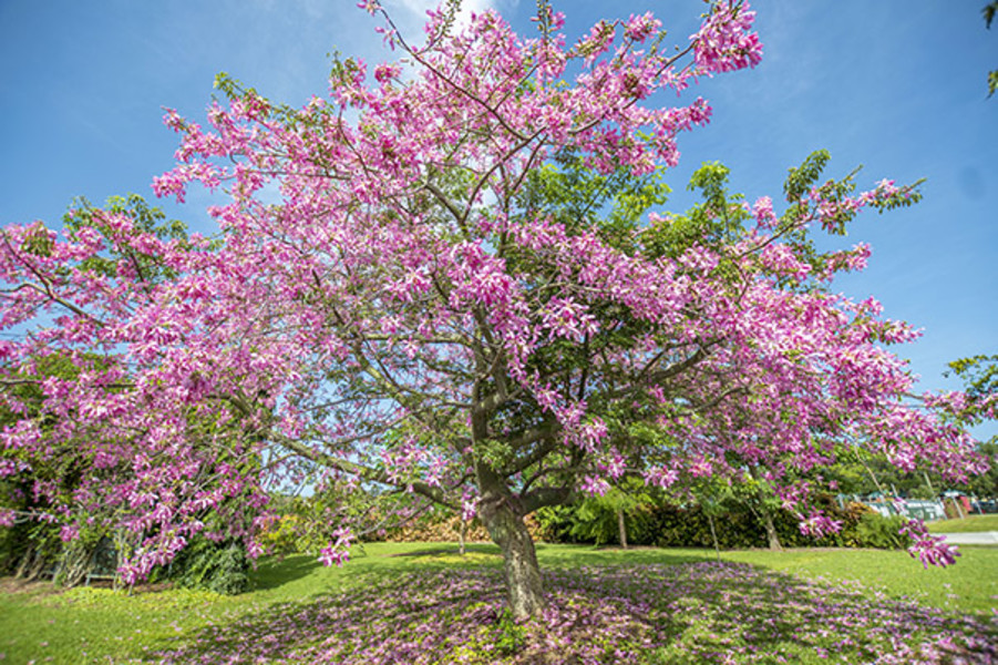 Botanischer Garten von Palm Beach County Foto: Mounts