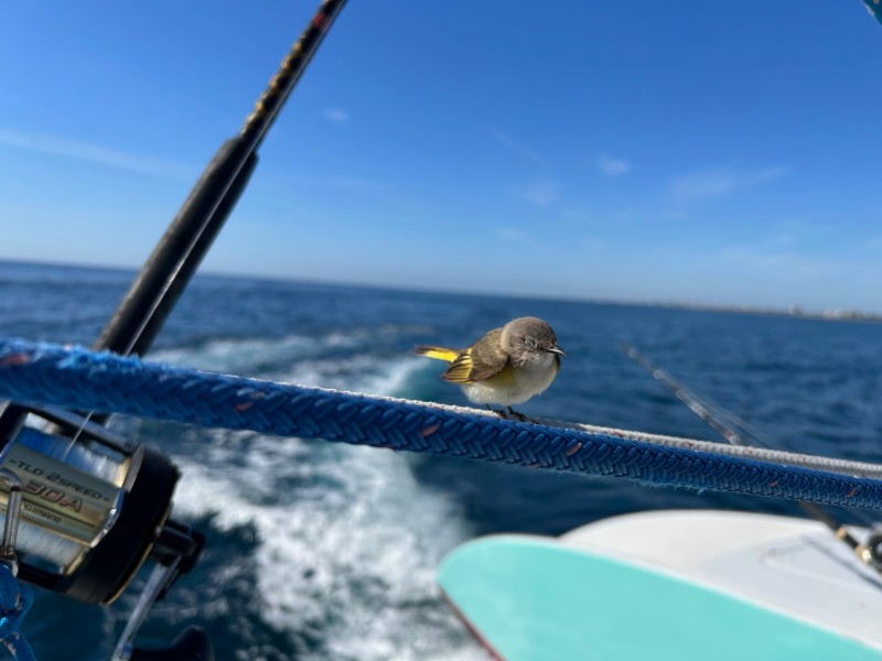 Palm Breeze Charters photo