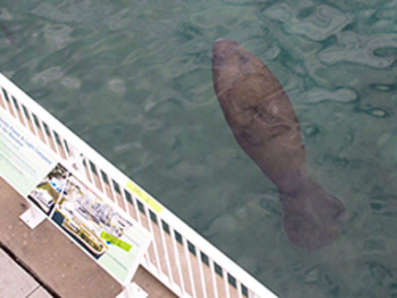 Manatee Lagoon — An FPL Eco-Discovery Center listing image