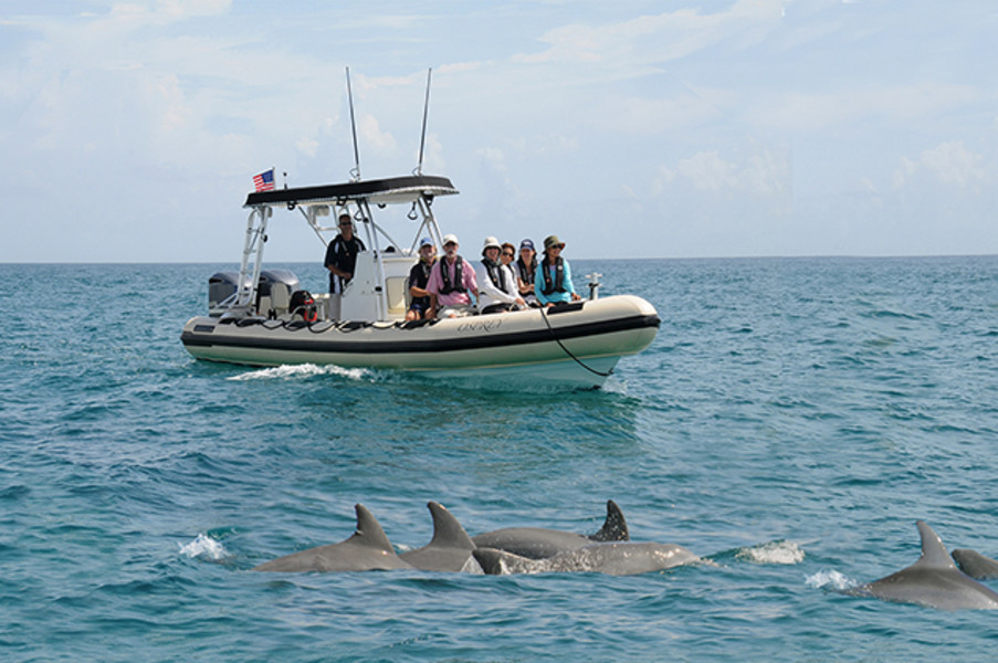 Palm Beach Jupiter Dolphin Tours listing image