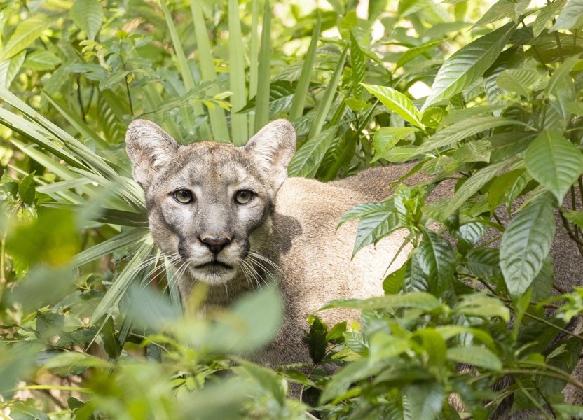 Palm Beach Zoo & Conservation Society photo