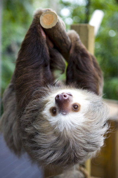 Palm Beach Zoo & Conservation Society photo