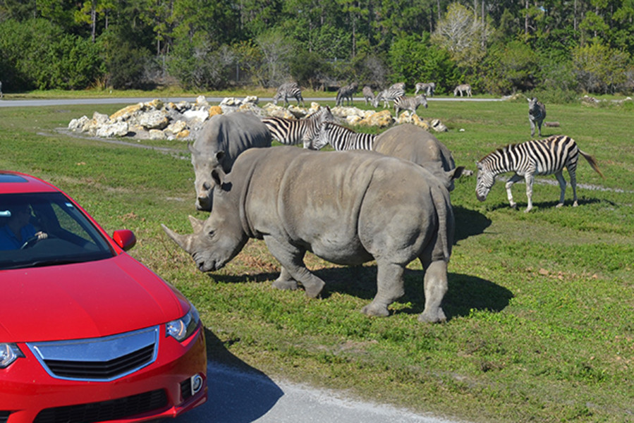 Lion Country Safari listing image
