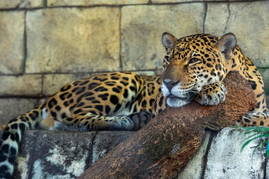 Palm Beach Zoo & Conservation Society photo