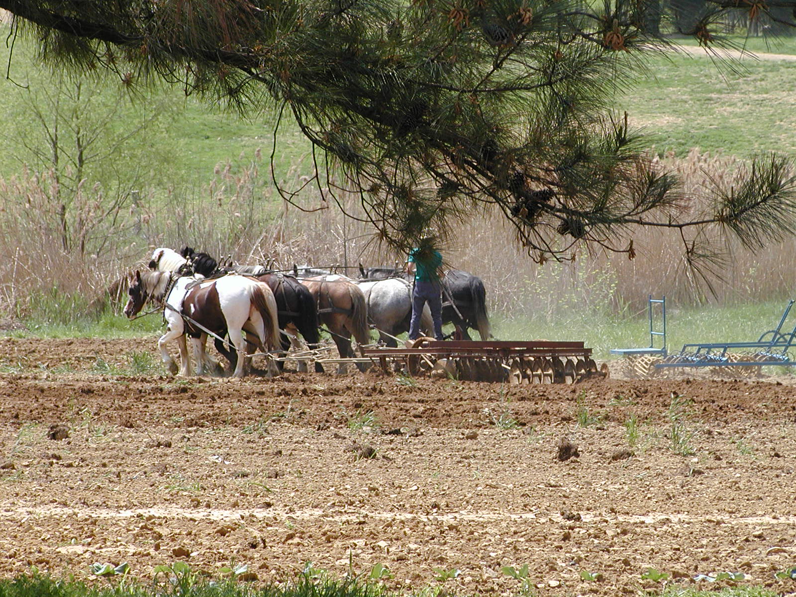 amish-man-plowing.jpg