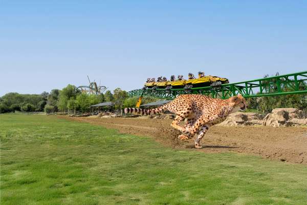Busch Gardens Cheetah Hunt