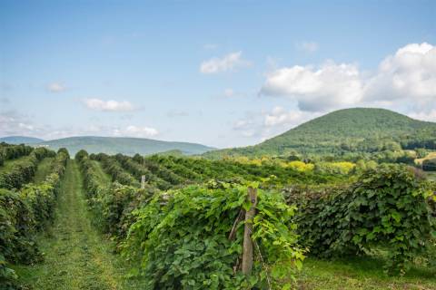 Finger Lakes Vineyards