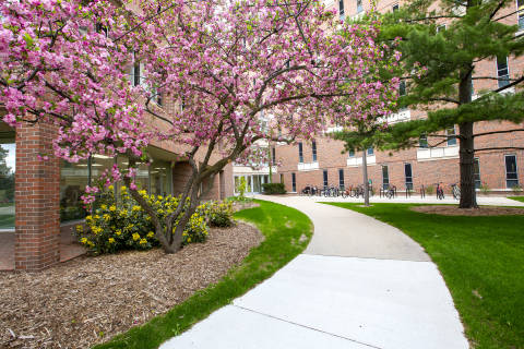 MSU Campus in the Spring